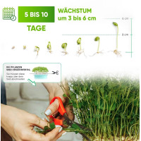 Grüne Fee Anzuchtset “Bio Microgreens”