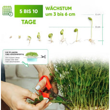 Grüne Fee Anzuchtset “Bio Microgreens”