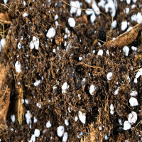 SYBASoil Premium Ficus Mix 10 Liter