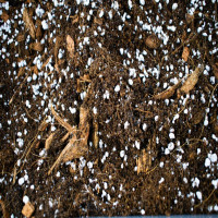 SYBASoil Premium Ficus Mix 10 Liter