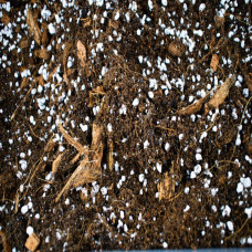 SYBASoil Premium Ficus Mix 10 Liter