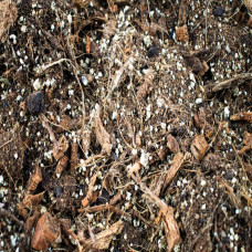 SYBASoil Premium Alokasien Mix 5 L