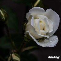 Hubey Pferdedung 3 kg