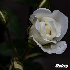 Hubey Pferdedung 3 kg