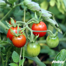 Hubey Veggie Boost 1 Liter