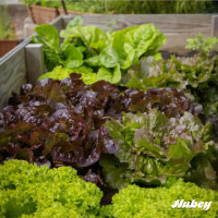 Hubey Veggie Gold 2 kg