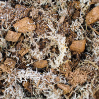 SYBASoil Premium Terrarien Mix 10 L