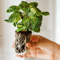 BerlinGreen Chili mild Samen im Einzelpack