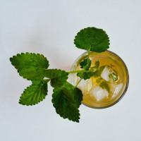 BerlinGreen Zitronenmelisse Samenpaket 4er-Pack