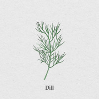 BerlinGreen Dill Samen im Einzelpack