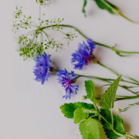 BerlinGreen Kornblume Samenpaket 4er-Pack