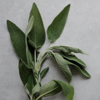 BerlinGreen Salbei Samenpaket 4er-Pack