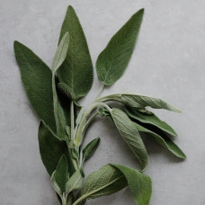 BerlinGreen Salbei Samenpaket 4er-Pack