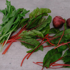 BerlinGreen Blutampfer Samen im Einzelpack