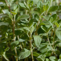 BerlinGreen Majoran Samen im Einzelpack