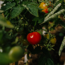BerlinGreen Cherry-Tomaten Samen im Einzelpack