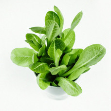 BerlinGreen Römersalat Samen im Einzelpack