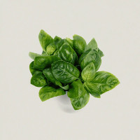 BerlinGreen Basilikum Genovese Samen im Einzelpack