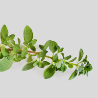 BerlinGreen Oregano Samen im Einzelpack