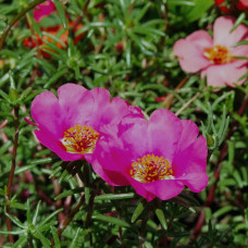 BerlinGreen Portulakröschen Samen im Einzelpack