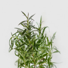 BerlinGreen Rosmarin Samenpaket 4er-Pack