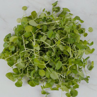 BerlinGreen Brunnenkresse Samen im Einzelpack