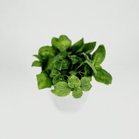 BerlinGreen Zitronenbasilikum Samenpaket 4er-Pack