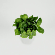 BerlinGreen Zitronenbasilikum Samen im Einzelpack