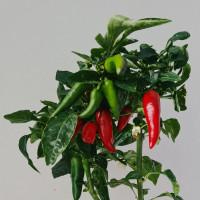 BerlinGreen Chili spicy Samenpaket 4er-Pack