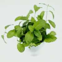 BerlinGreen Pfefferminze Samenpaket 4er-Pack