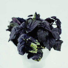 BerlinGreen Rotes Basilikum Samenpaket 4er-Pack