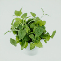 BerlinGreen Zitronenmelisse Samenpaket 4er-Pack