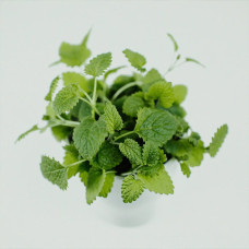 BerlinGreen Zitronenmelisse Samenpaket 4er-Pack