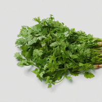 BerlinGreen Koriander Samenpaket 4er-Pack