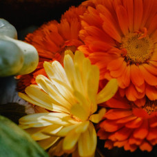 BerlinGreen Ringelblume Samen im Einzelpack