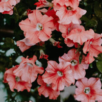 BerlinGreen Petunie Samenpaket 4er-Pack