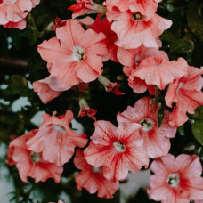 BerlinGreen Petunie Samen im Einzelpack