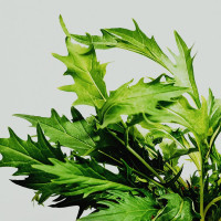 BerlinGreen Mizuna Samenpaket 4er-Pack