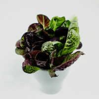 BerlinGreen Roter Römersalat Samen im Einzelpack