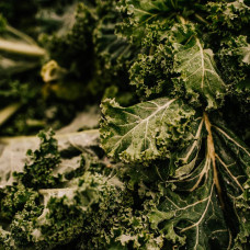 BerlinGreen Grünkohl Samen im Einzelpack