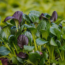 BerlinGreen Komatsuna Samen im Einzelpack