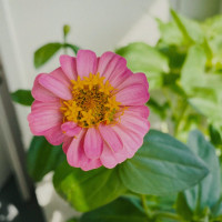 BerlinGreen Zinnie Samenpaket 4er-Pack