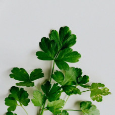 BerlinGreen Petersilie Samen im Einzelpack