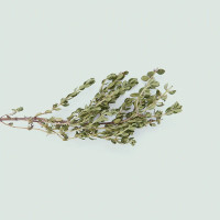 BerlinGreen Thymian Samenpaket 4er-Pack