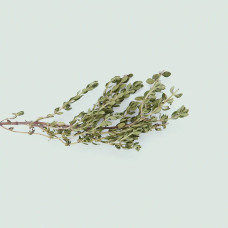 BerlinGreen Thymian Samen im Einzelpack