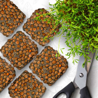 OraGarden Soil-MicroGreen Rote Linsen Saatpad Set im 36er