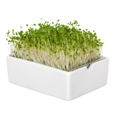 Heimgart Saatpad Brokkoli