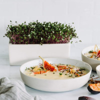 Heimgart Saatpad Kohlrabi