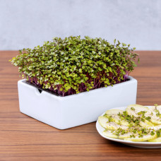 Heimgart Saatpad Kohlrabi