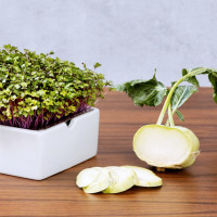 Heimgart Saatpad Kohlrabi
